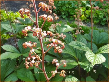 Rodgersia pinnata &#039;Hercules&#039; | Schout-bij-nacht, Kijkblad | Fiederbl&auml;ttriges Schaublatt