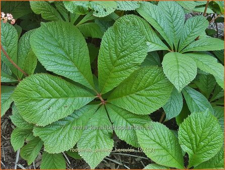 Rodgersia pinnata &#039;Hercules&#039; | Schout-bij-nacht, Kijkblad | Fiederbl&auml;ttriges Schaublatt