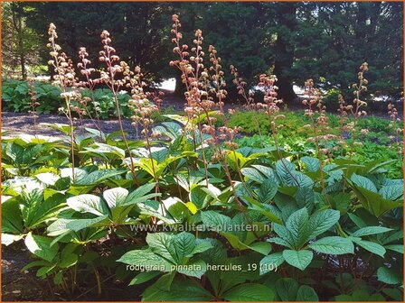 Rodgersia pinnata &#039;Hercules&#039; | Schout-bij-nacht, Kijkblad | Fiederbl&auml;ttriges Schaublatt