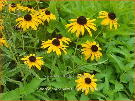 Rudbeckia fulgida &#039;Viette&#039;s Little Suzy&#039; | Zonnehoed | Gew&ouml;hnlicher Sonnenhut