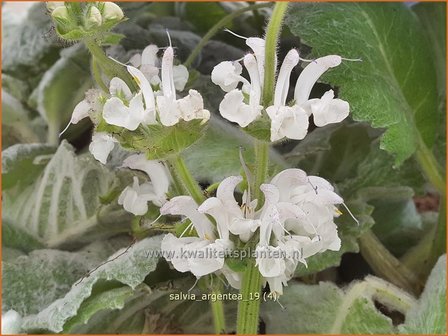 Salvia argentea | Zilversalie, Salie, Salvia | Silberblatt-Salbei