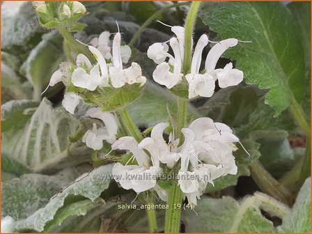 Salvia argentea | Zilversalie, Salie, Salvia | Silberblatt-Salbei | Silver Sage