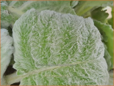 Salvia argentea | Zilversalie, Salie, Salvia | Silberblatt-Salbei | Silver Sage