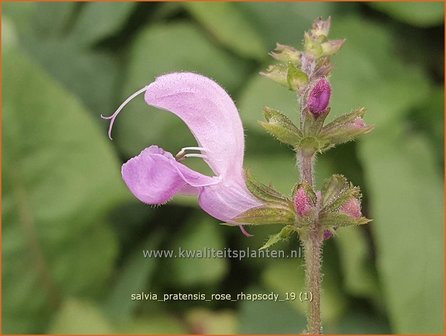 Salvia pratensis &#039;Rose Rhapsody&#039; | Veldsalie, Weidesalie, Salie, Salvia | Wiesen-Salbei | Meadow Sage