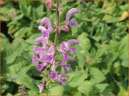 Salvia pratensis &#039;Rose Rhapsody&#039; | Veldsalie, Weidesalie, Salie, Salvia | Wiesen-Salbei | Meadow Sage