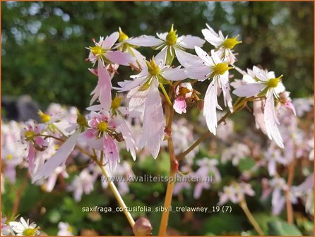 Saxifraga cortusifolia &#039;Sibyll Trelawney&#039; | Herfststeenbreek, Steenbreek | Herbst-Steinbrech