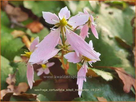 Saxifraga cortusifolia &#039;Sibyll Trelawney&#039; | Herfststeenbreek, Steenbreek | Herbst-Steinbrech