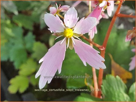 Saxifraga cortusifolia &#039;Sibyll Trelawney&#039; | Herfststeenbreek, Steenbreek | Herbst-Steinbrech