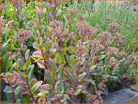 Sedum &#039;Matrona&#039; | Hemelsleutel, Vetkruid | Fettblatt