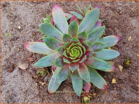 Sempervivum &#039;Lipari&#039; | Huislook, Donderblad | Hauswurz