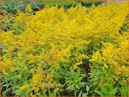 Solidago 'Golden Mosa' | Guldenroede | Goldrute