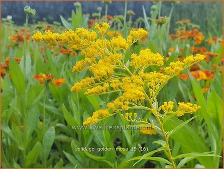 Solidago 'Golden Mosa' | Guldenroede | Goldrute