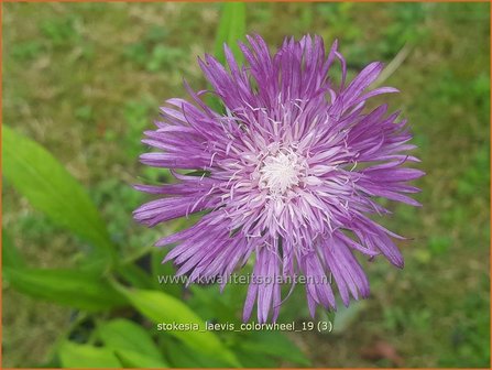 Stokesia laevis &amp;#x0027;Colorwheel&amp;#x0027; | Korenbloemaster | Kornblumenaster