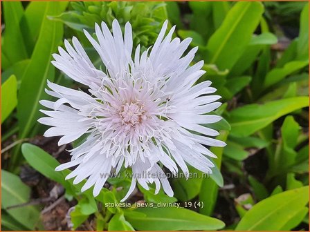 Stokesia laevis 'Divinity' | Korenbloemaster | Kornblumenaster