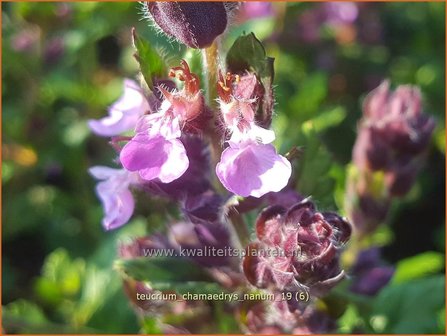 Teucrium chamaedrys &#039;Nanum&#039; | Gamander | Echter Gamander