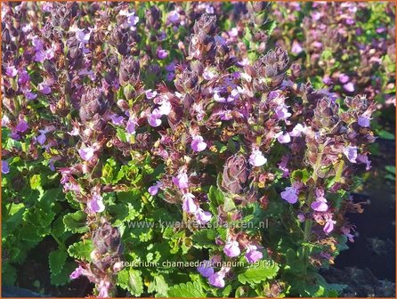 Teucrium chamaedrys &#039;Nanum&#039; | Gamander | Echter Gamander