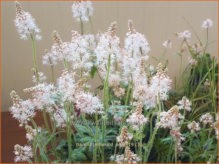Tiarella 'Emerald Ellie' | Schuimbloem, Perzische muts | Schaumbl&uuml;te