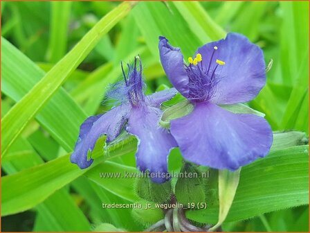 Tradescantia &#039;J.C. Weguelin&#039; | Eendagsbloem, Vaderplant, Matrozensla | Dreimasterblume