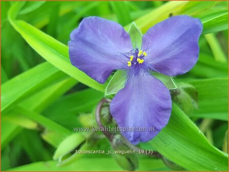 Tradescantia &#039;J.C. Weguelin&#039; | Eendagsbloem, Vaderplant, Matrozensla | Dreimasterblume