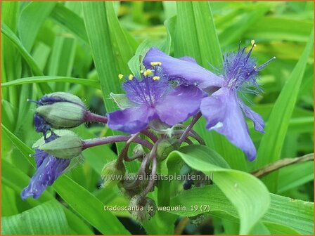 Tradescantia &#039;J.C. Weguelin&#039; | Eendagsbloem, Vaderplant, Matrozensla | Dreimasterblume