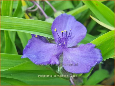 Tradescantia &#039;J.C. Weguelin&#039; | Eendagsbloem, Vaderplant, Matrozensla | Dreimasterblume | Spiderwort