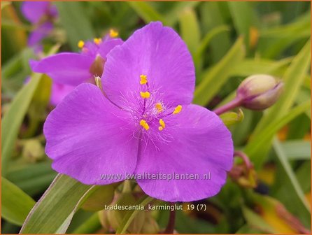 Tradescantia &#039;Karminglut&#039; | Eendagsbloem, Vaderplant, Matrozensla | Dreimasterblume