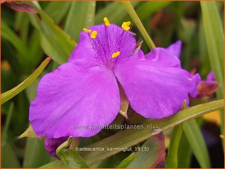 Tradescantia &#039;Karminglut&#039; | Eendagsbloem, Vaderplant, Matrozensla | Dreimasterblume