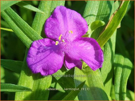 Tradescantia &#039;Karminglut&#039; | Eendagsbloem, Vaderplant, Matrozensla | Dreimasterblume