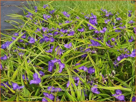 Tradescantia &#039;Purewell Giant&#039; | Eendagsbloem, Vaderplant, Matrozensla | Dreimasterblume