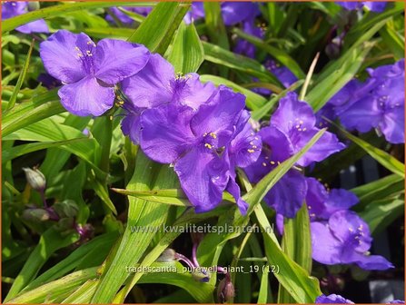 Tradescantia &#039;Purewell Giant&#039; | Eendagsbloem, Vaderplant, Matrozensla | Dreimasterblume