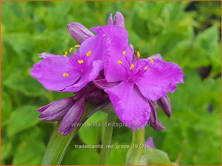 Tradescantia &#039;Red Grape&#039; | Eendagsbloem, Vaderplant, Matrozensla | Dreimasterblume