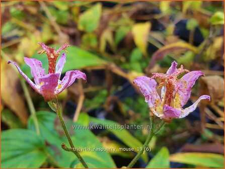 Tricyrtis 'Raspberry Mouse' | Armeluisorchidee, Paddenlelie | Borstige Kr&ouml;tenlilie