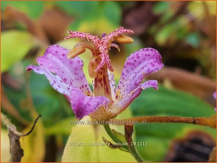 Tricyrtis 'Raspberry Mouse' | Armeluisorchidee, Paddenlelie | Borstige Kr&ouml;tenlilie