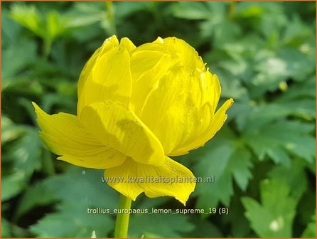 Trollius europaeus &#039;Lemon Supreme&#039; | Globebloem, Kogelbloem | Europ&auml;ische Trollblume