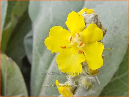 Verbascum bombyciferum | Koningskaars, Toorts | Seidige K&ouml;nigskerze