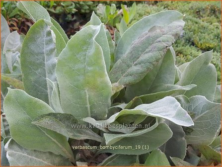 Verbascum bombyciferum | Koningskaars, Toorts | Seidige K&ouml;nigskerze