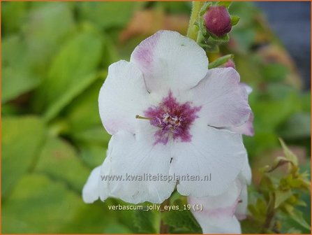 Verbascum &#039;Jolly Eyes&#039; | Toorts | K&ouml;nigskerze