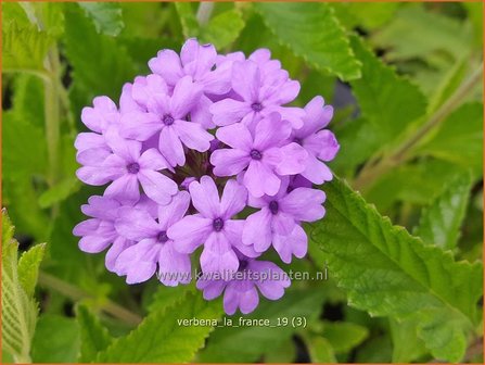 Verbena 'La France' | IJzerhard | Eisenkraut