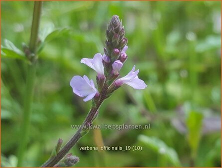 Verbena officinalis | IJzerhard | Echtes Eisenkraut