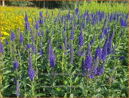 Veronica longifolia &amp;#x0027;Marietta&amp;#x0027; | Lange ereprijs, Ereprijs | Langbl&amp;#x00e4;ttriger Ehrenpreis