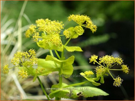 Smyrnium perfoliatum | Doorwaskervel, Zwarte kervel, Kervel | St&auml;ngelumfassende Gelbdolde