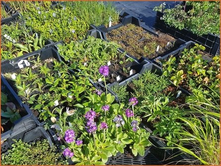 Mixpakket 36 planten, van &euro; 1,60 voor &euro; 1,40 per stuk