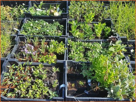 Mixpakket 36 planten, van &euro; 1,60 voor &euro; 1,40 per stuk