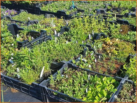 Mixpakket 36 planten, van &euro; 1,60 voor &euro; 1,40 per stuk