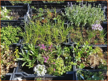 Mixpakket 36 planten, van &euro; 1,60 voor &euro; 1,40 per stuk