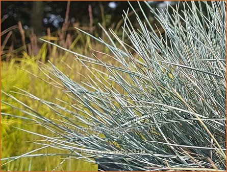 Festuca glauca &#039;Cool as Ice&#039; | Blauw schapengras, Zwenkgras, Schapengras | Blauschwingel