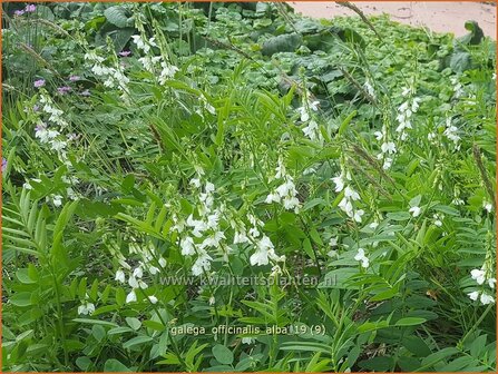 Galega officinalis &#039;Alba&#039; | Geitenruit | Echte Gei&szlig;raute