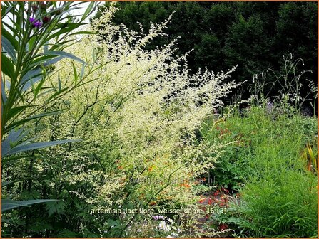 Artemisia lactiflora 'Weiße Dame' | Witte bijvoet, Alsem, Bijvoet | Weiße Raute