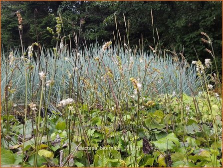 Actaea biternata | Zilverkaars, Oktoberkaars, Christoffelkruid | Christophskraut