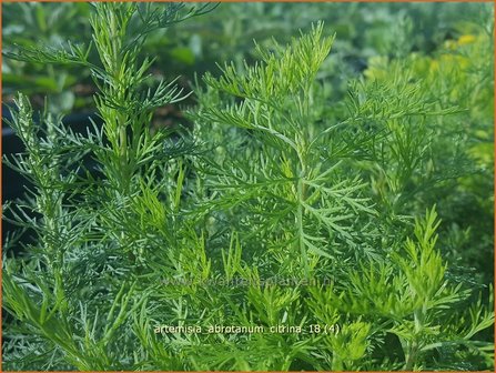 Artemisia abrotanum &amp;#39;Citrina&amp;#39;